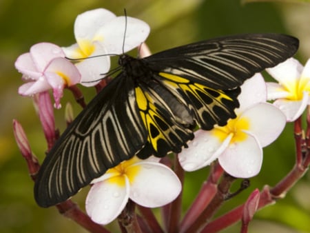 butterfly - butterfly, nice, animal, lovely