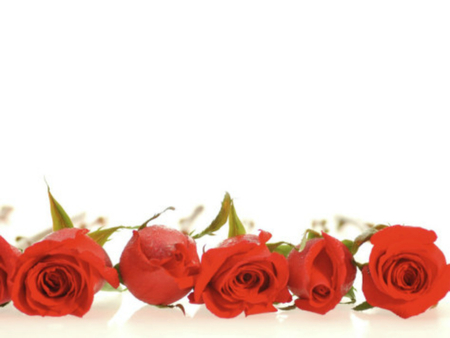 row of red roses - nice, lovely, rose, roses