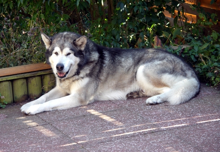 hogan - malamute, dog, husky, man