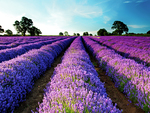 Purple flower field