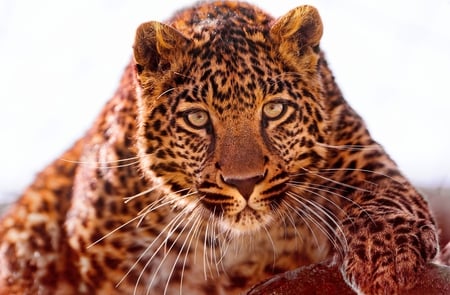 Jaguar - wildlife, jungle, animal, feline, jaguar, big cat