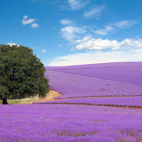 Purple field