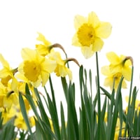 Yellow Narcissus