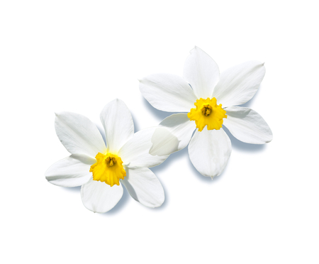 White narcissus - narcissus, spring, white, flower