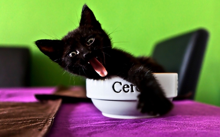 I'M NOT SHARING!!! - black, hungry, cereal, cat