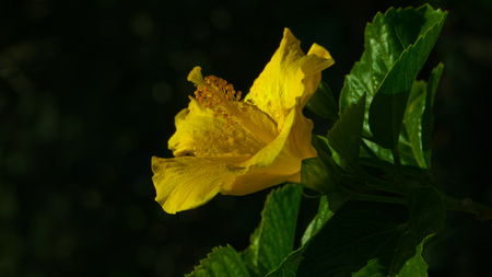 a flower in LA - yellow, green, front focused, rear blur, califonia, los angeles