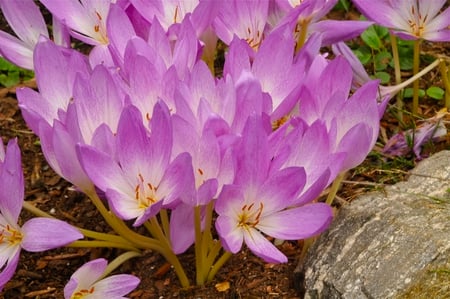 Crocuses - beauty, spring, flower, crocus