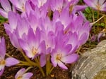 Crocuses