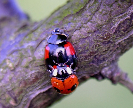 Ladybird love - ladybug, love, ladybird, spring