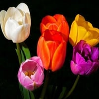 tulips