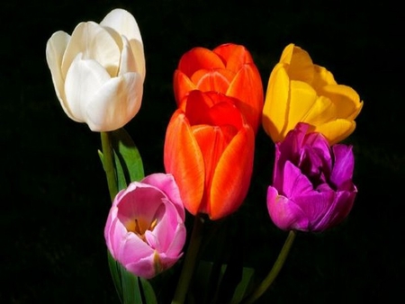 tulips - colorful, tulips, flower, spring