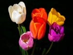 tulips