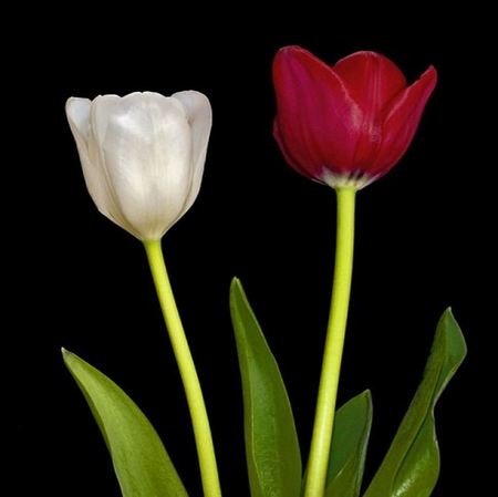 tulips - tulips, white, red, spring, flower