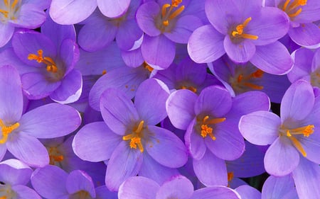 Crocuses - purple, crocus, flower, spring