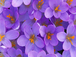 Crocuses