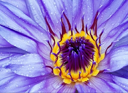 Spring collection - flower, dew, lilly, gorgeous, dewy, violet, wet, water lilly, glow, water, flowers, yellow, droplets, blue, petals, vibrant, color