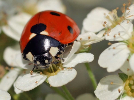 Ladybird - ladybug, ladybird, flower, spring