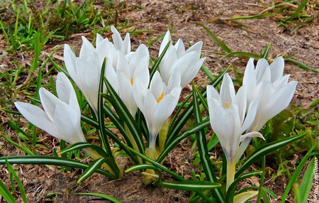 Crocuses - white, crocus, flower, spring