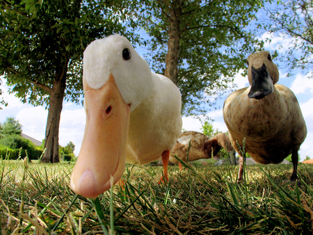 Ducks - bird, duck, poultry, funny