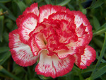 Carnation