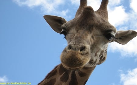 giraffes - free, steppe, beautiful eyes, long neck, animals