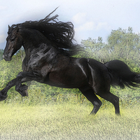 Black Stallion