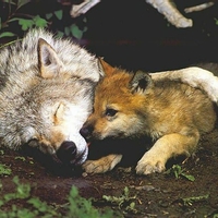 Wolf and Pup