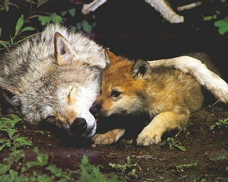 Wolf and Pup - wolves, predator, animals, wild