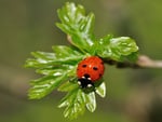 Ladybird