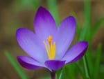 Crocus