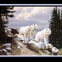 3 artic wolves