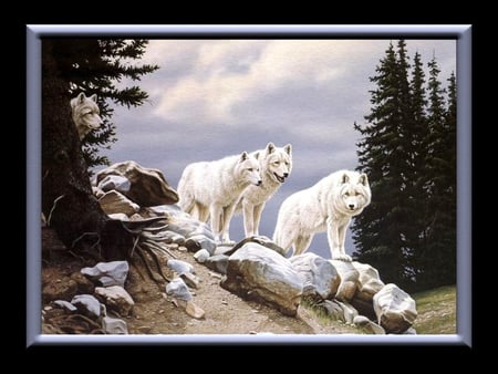 3 artic wolves - white, beautiful, animal, articwolves, color