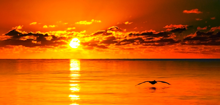 Bird at sunrise - sky, bird, orange, sea, ocean, sunrise