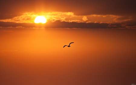 Bird at sunset - bird, sunset, orange, sky