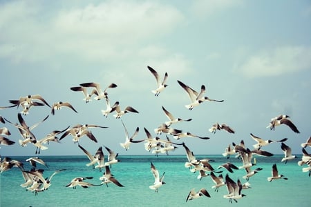 Seagulls - bird, wing, seagull, flight, sea