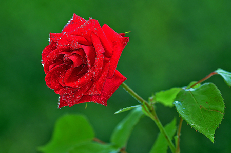 rose - rose, nice, lovely, red