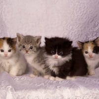 kittens