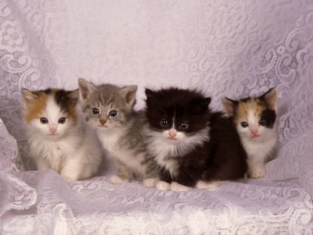 kittens - kittens, cute, cats, cat, animals