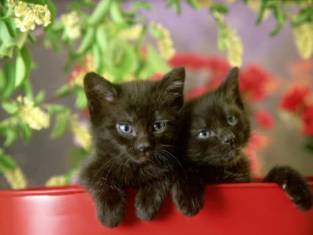 Cute black kittens - kittens, cute, cats, cat, animals