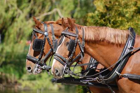 Horses at work - horses, brown, animal, work