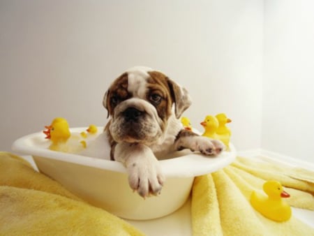 Bath time - cute, dog, puppy, animal