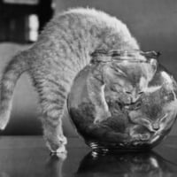 kittens in a fish bowl