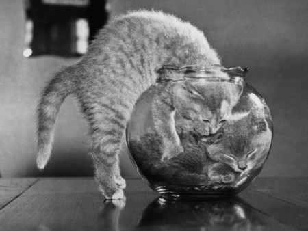 kittens in a fish bowl - kittens, funny, cute, cats, cat, animals