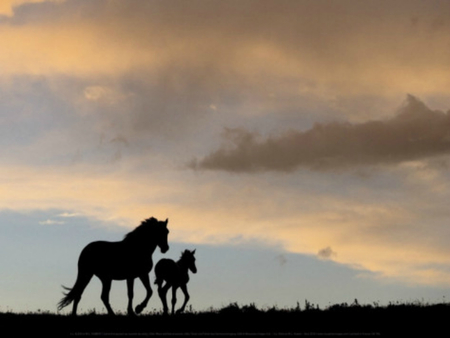 mare and foal - horses, horse, animals