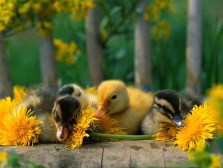 cute baby ducks - duck, animals, photography, macro, yellow, dandelion, cute, rio, birds, chick, ducklings, young, ducks, beak, sweet, flowers, small