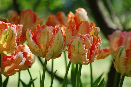 Curly tulips - curly, flowers, spring, tulips