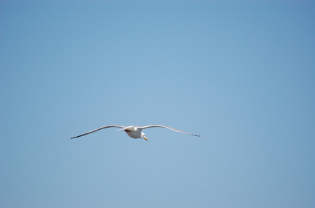 Seagul flying in the sky - sky, seagul, bird, blue