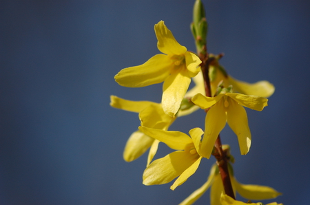 Forsythia - spring, bush, yellow, forsythia