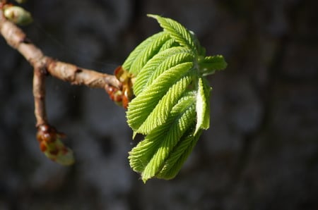 Beech leaves - spring, leaves, beech, green