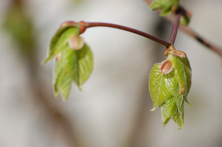 Beech in spring - spring, leaves, beech, green